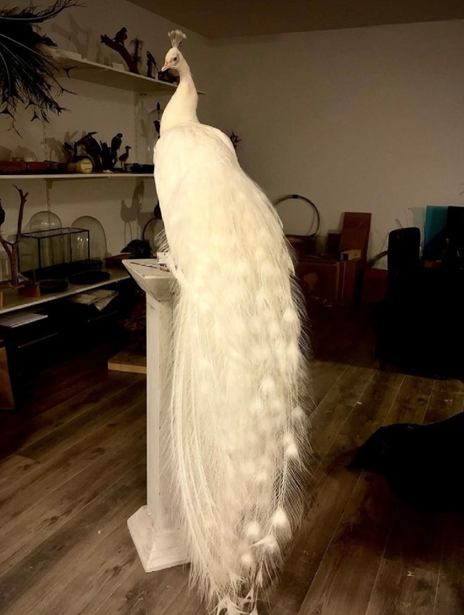 Luxury White Peacock Replica – Real Feather Home Décor, Bird Taxidermy Model, Art Photography Prop