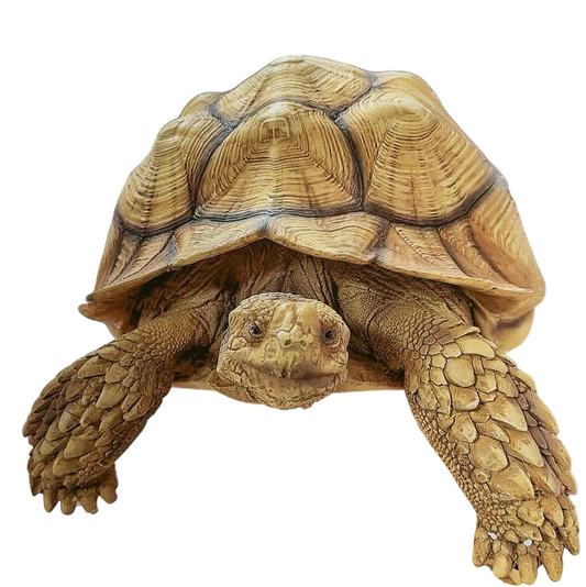 Realistic Sulcata Tortoise Statue, African Spurred Tortoise Model, Hand Painted Turtle Sculpture for Home Decor, Garden Display, Desk, Museum Exhibit or Wildlife Collection