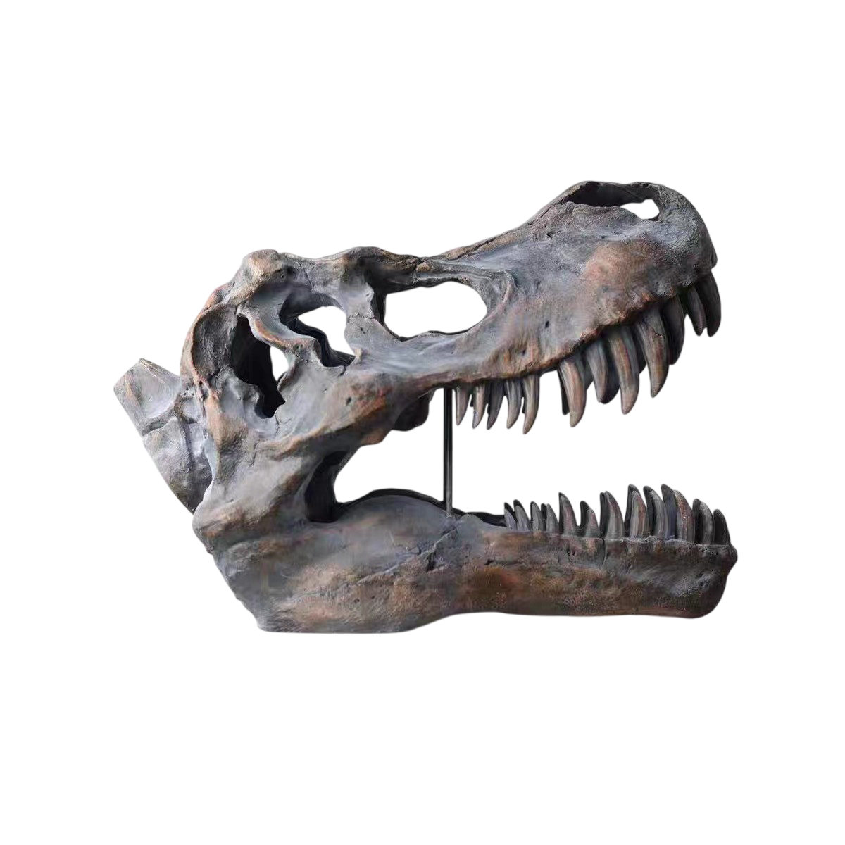 Tyrannosaurus Rex Skull Replica, Dinosaur Fossil Head Sculpture, Realistic T Rex Skull Decor for Desk, Shelf, Office, Museum Style Display and Dinosaur Lover Gift