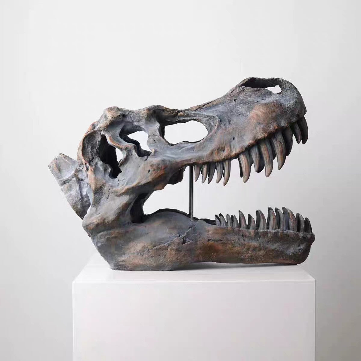 Tyrannosaurus Rex Skull Replica, Dinosaur Fossil Head Sculpture, Realistic T Rex Skull Decor for Desk, Shelf, Office, Museum Style Display and Dinosaur Lover Gift