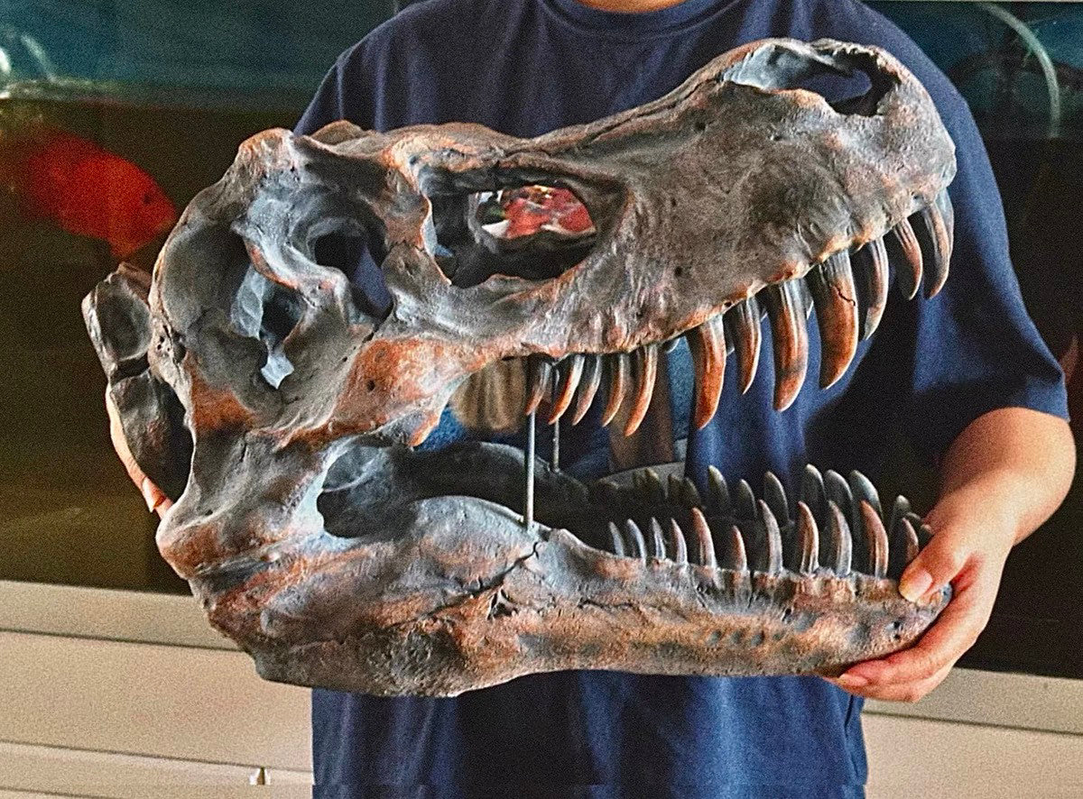 Tyrannosaurus Rex Skull Replica, Dinosaur Fossil Head Sculpture, Realistic T Rex Skull Decor for Desk, Shelf, Office, Museum Style Display and Dinosaur Lover Gift