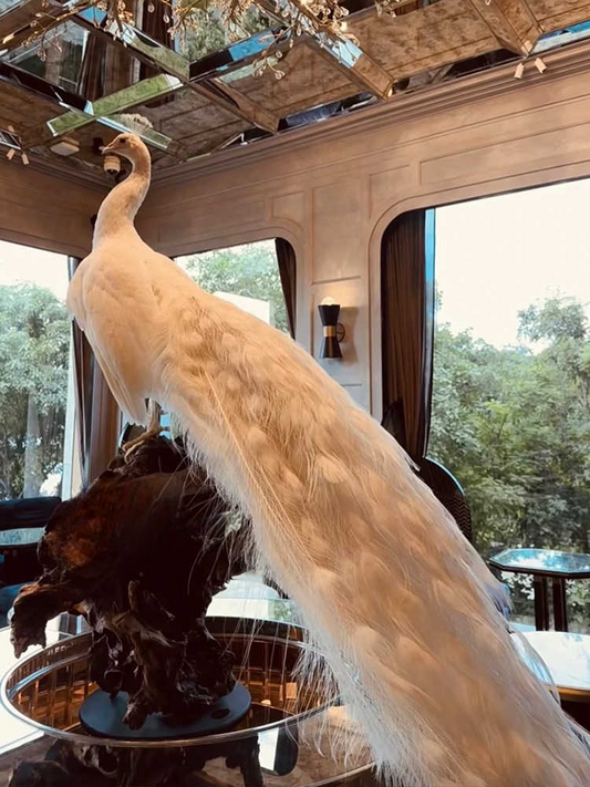 Luxury White Peacock Replica – Real Feather Home Décor, Bird Taxidermy Model, Art Photography Prop